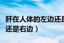 肝在人體的左邊還是右邊?。ǜ卧谌梭w的左邊還是右邊）