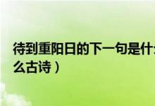 待到重陽日的下一句是什么古詩（待到重陽日的下一句是什么古詩）