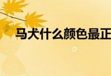 馬犬什么顏色最正宗（關(guān)于馬犬的介紹）