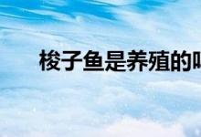 梭子魚是養(yǎng)殖的嗎（梭子魚是海魚嗎）