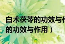 白術(shù)茯苓的功效與作用及食用方法（白術(shù)茯苓的功效與作用）