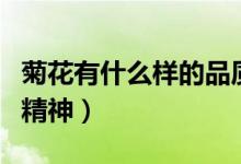 菊花有什么樣的品質（菊花有什么樣的品質與精神）