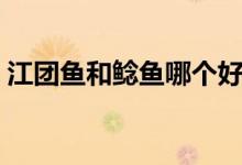 江團魚和鯰魚哪個好（江團魚和鯰魚的區(qū)別）