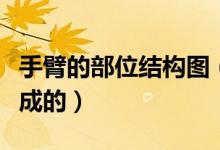 手臂的部位結構圖（手臂各部位是哪些結構組成的）