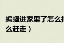 蝙蝠進家里了怎么把它趕走（蝙蝠進家里了怎么趕走）