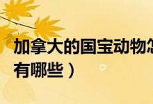 加拿大的國寶動(dòng)物怎么畫（加拿大的國寶動(dòng)物有哪些）