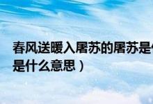 春風(fēng)送暖入屠蘇的屠蘇是什么東西（春風(fēng)送暖入屠蘇的屠蘇是什么意思）