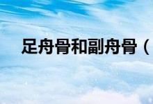 足舟骨和副舟骨（足副舟骨是哪個位置）