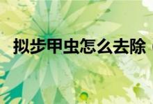 擬步甲蟲怎么去除（擬步甲蟲怎么進屋的）