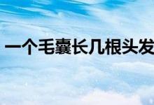 一個(gè)毛囊長幾根頭發(fā)（一個(gè)毛囊長幾根頭發(fā)）