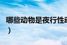 哪些動物是夜行性動物（哪些動物是夜行動物）