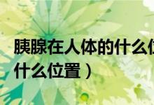 胰腺在人體的什么位置示意圖（胰腺在人體的什么位置）