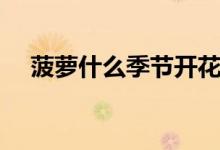 菠蘿什么季節(jié)開花（菠蘿什么季節(jié)上市）