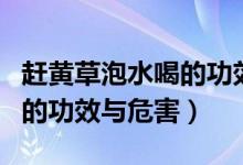 趕黃草泡水喝的功效專(zhuān)家解讀（趕黃草泡水喝的功效與危害）