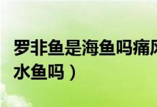 羅非魚是海魚嗎痛風(fēng)病人能吃嗎（羅非魚是海水魚嗎）