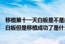 移植第十一天白板是不是就失敗了（移植術后十一天檢測是白板但是移植成功了是什么情況）