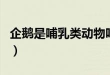 企鵝是哺乳類動(dòng)物嗎(帝企鵝是不是哺乳動(dòng)物)
