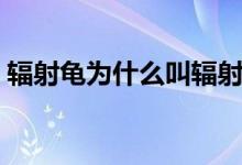 輻射龜為什么叫輻射(輻射龜為什么受歡迎)