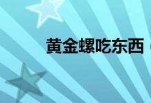 黃金螺吃東西（黃金螺吃小魚(yú)嗎）