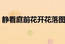 靜看庭前花開花落圖片（靜看庭前花開花落）