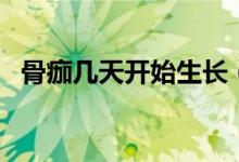骨痂幾天開(kāi)始生長(zhǎng)（骨痂一天能生長(zhǎng)多少）