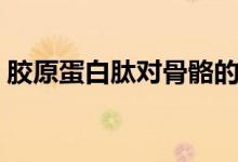 膠原蛋白肽對骨骼的作用（膠原蛋白肽作用）