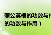 蒲公英根的功效與作用對肝好不好（蒲公英根的功效與作用）