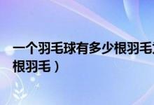 一個(gè)羽毛球有多少根羽毛為什么（一只羽毛球上通常會(huì)有幾根羽毛）