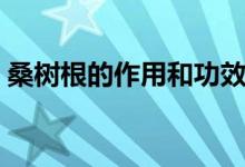 桑樹(shù)根的作用和功效（桑樹(shù)根的功效與作用）