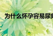 為什么懷孕容易尿頻（懷孕為什么會尿頻）