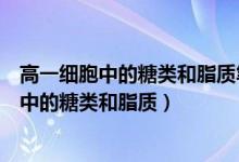 高一細(xì)胞中的糖類和脂質(zhì)筆記（高中生物知識點(diǎn)總結(jié)：細(xì)胞中的糖類和脂質(zhì)）